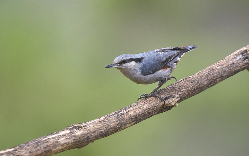 Chestnut-vented Nuthatch (Sitta nagaensis) at Da Lat Birding Trails. Photo by: Phuc Le